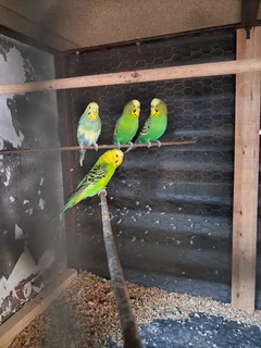 4 budgies for 350