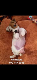 Jack Russell puppies