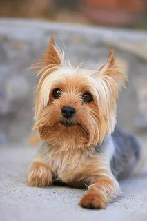 Teacup/mini Yorkie male wanted