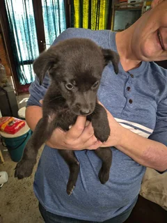 Alsatian Labrador cross puppies. R500 each. Two Female Two Males.