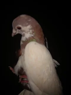 Pigeons is what I love