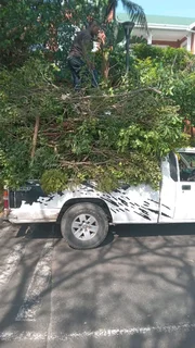 Tree felling and stump removal