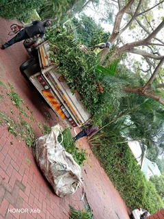 Tree felling and stump removal