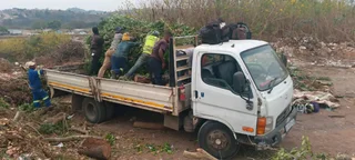 Tree felling and stump removal