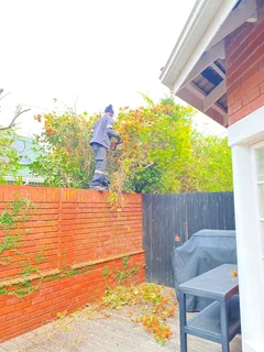 Tree felling and stump removal