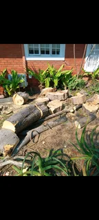 Tree felling and stump removal