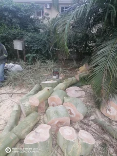 Tree felling and Stump removal