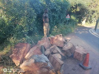 Tree felling and Stump removal