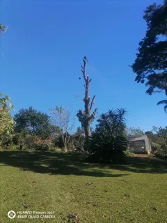 Tree felling and Stump removal