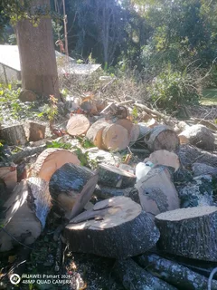 Tree felling and Stump removal