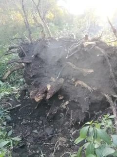 Tree felling and Stump removal