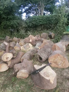 Tree felling and Stump removal