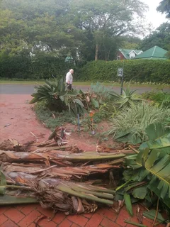 Tree felling and Stump removal