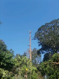 Tree felling and Stump removal