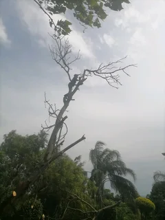 Tree felling and Stump removal