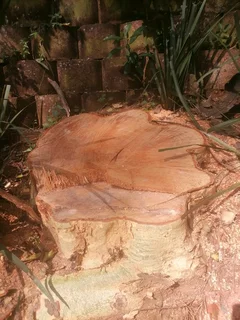 Tree felling and Stump removal