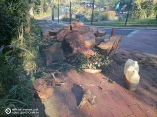 Tree Felling And Stump Removal