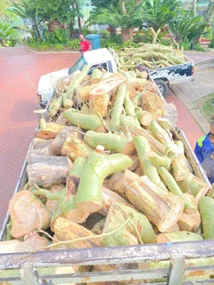 TREE FELLING AND STUMP REMOVAL