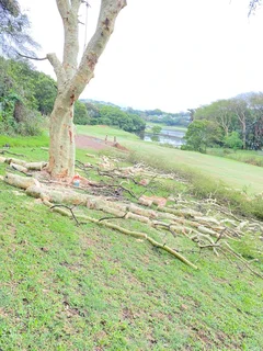 TREE FELLING AND STUMP REMOVAL