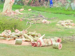 TREE FELLING AND STUMP REMOVAL