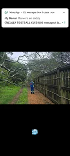 TREE FELLING AND STUMP REMOVAL