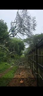 TREE FELLING AND STUMP REMOVAL