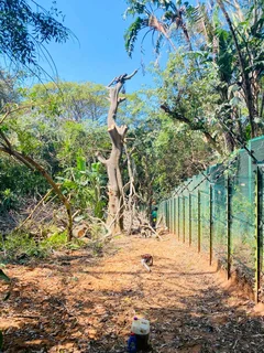 TREE FELLING AND STUMP REMOVAL