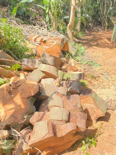 TREE FELLING AND STUMP REMOVAL