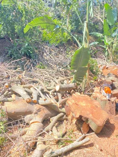 TREE FELLING AND STUMP REMOVAL