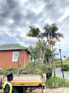 TREE FELLING AND STUMP REMOVAL