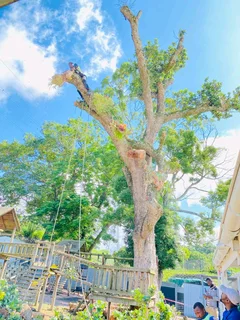 Tree Felling And Stump Removal