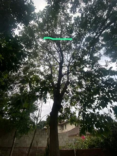 TREE FELLING AND STUMP REMOVAL