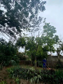 TREE FELLING AND STUMP REMOVAL