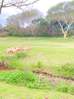 TREE FELLING AND STUMP REMOVAL