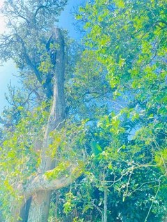 Tree Felling And Stump Removal