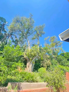 TREE FELLING AND STUMP REMOVAL