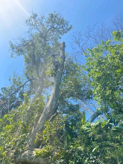 TREE FELLING AND STUMP REMOVAL
