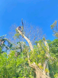 TREE FELLING AND STUMP REMOVAL
