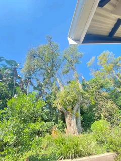 TREE FELLING AND STUMP REMOVAL