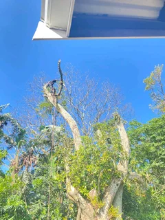 TREE FELLING AND STUMP REMOVAL