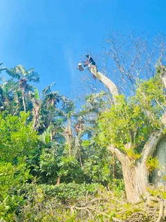 TREE FELLING AND STUMP REMOVAL