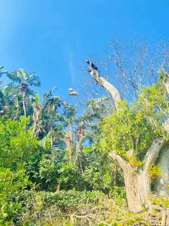 TREE FELLING AND STUMP REMOVAL