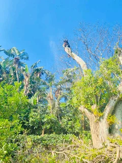 TREE FELLING AND STUMP REMOVAL