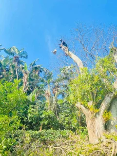 TREE FELLING AND STUMP REMOVAL