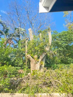 TREE FELLING AND STUMP REMOVAL