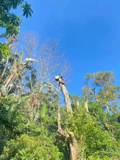 TREE FELLING AND STUMP REMOVAL