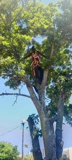 landscaping and garden sevices