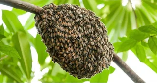 Bee Removal and Relocation Specialist