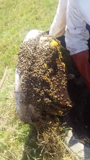 Bee Removal Specialist