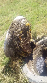 Bee Removal Specialist